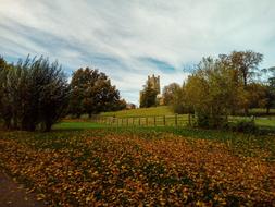 autumn park with leaves