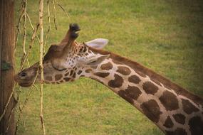 photo of Giraffe Animal in Africa