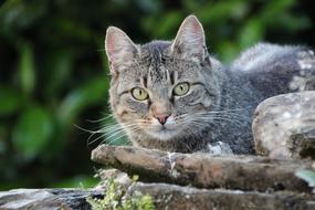 Domestic Cat In The Garden