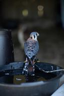 Bird Hawk Nature