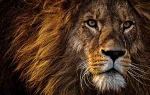 Lion Predator Dangerous