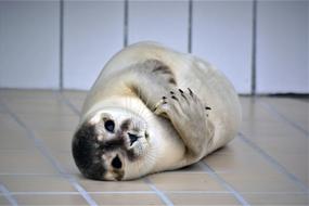 Robbe Seal Howler
