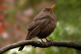 Animal Bird Blackbird Turdus