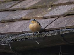 Bird Chaffinch Perched