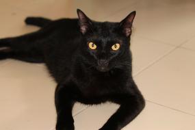 Cat Shaved Black