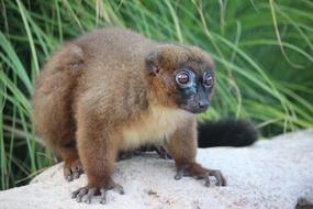 Lemure Zoo Safari