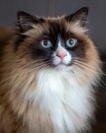 furry Cat Pet portrait