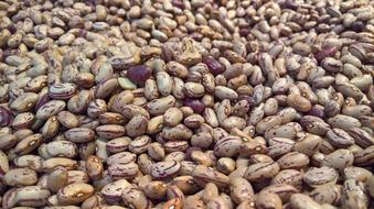 Healthy ripe grains