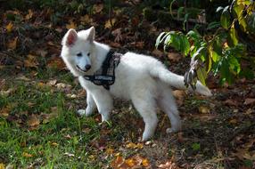 white dog walking in the forest