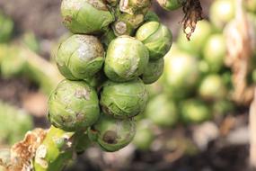 round vegetable sprouts