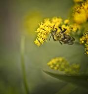 Bee Insect Flower