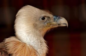 vulture profile, close up