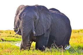 Elephant Wildlife Mammal