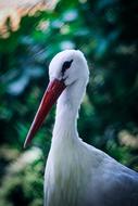 Bird Neck Nature