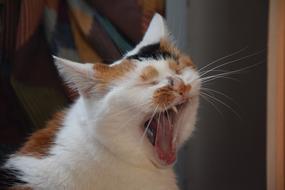 Cat Animals Yawn