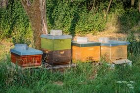 apiary, Bees and Beehives beneath tree