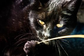 Cat Black Eye Cat'S