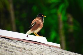 Bird Nature Wildlife