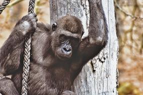 Gorilla Monkey Animal