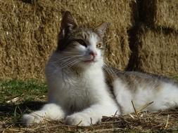 resting cat on a background of hay bales