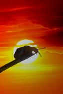 Snail Sunset Horns