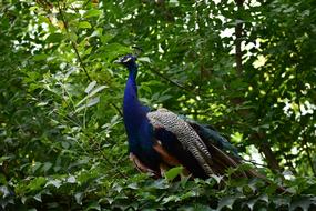 Peacock Bird in the forest