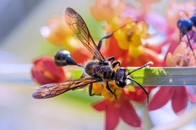 Insect Flying Ant Nature