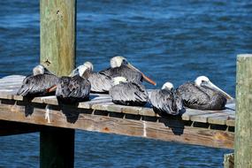 Pelicans Wildlife Avian