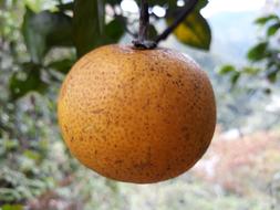 sweet orange fruit on a tree