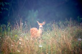 landscape of Deer Animal in Nature