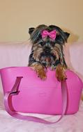 Yorkshire Terrier Dog Beauty