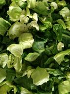 fresh leaves of the vegetable