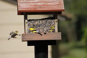 Bird Feeder Golden Finch