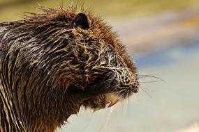 wet brown nutria