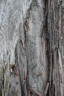 Wood Bark Texture