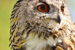 an owl with big orange eyes