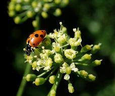 Ladybird Insect Parsley Flower
