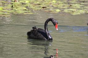 Swan Bird Fauna