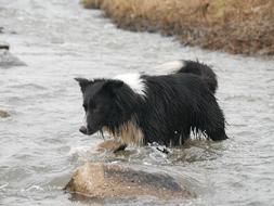 Water Mammal Outdoors