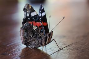 Butterfly insect on wood closeup view