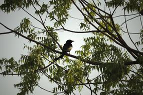 Bird on Tree in Nature