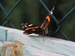 Butterfly Insect by Fence