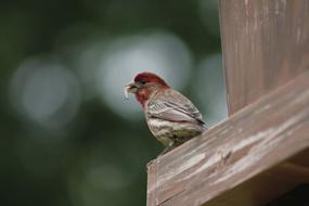 Bird Nature Wildlife