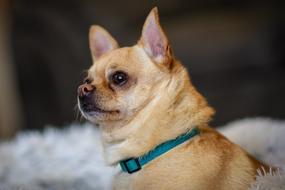 Cute Pet Animal