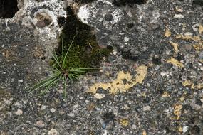 Grass Moss Stones