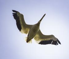 Underside Bird Pelican