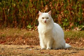 Cat White Animal