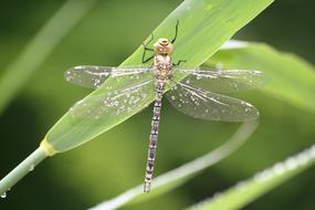 Insect Natural Outdoor