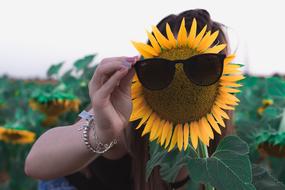 Sunflower Sunglasses on meadow