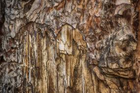 Bark Tree Wood